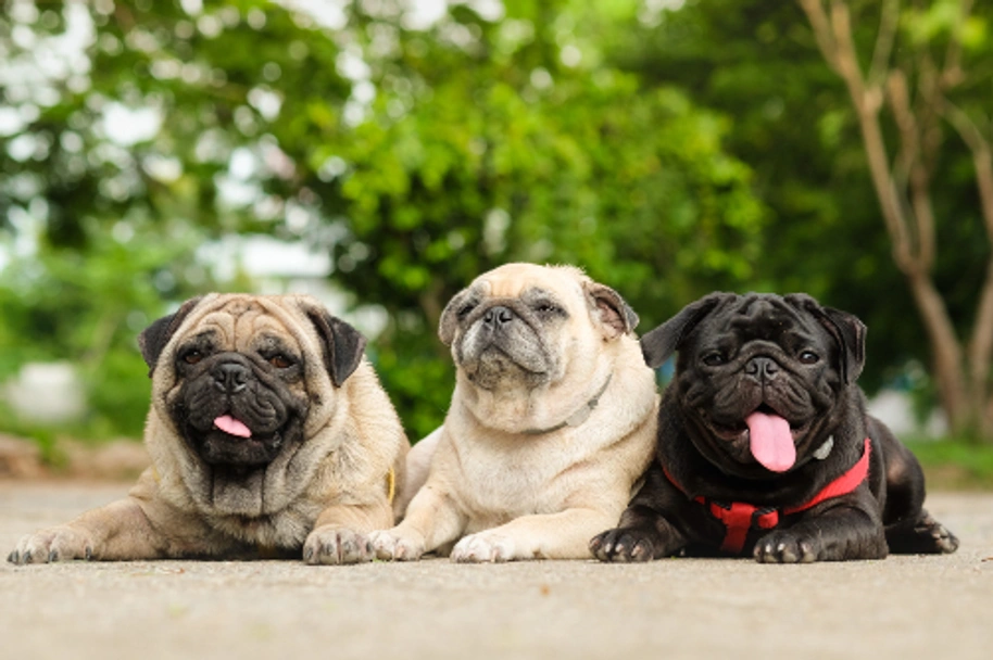 Pug Dogs Breed - Information, Temperament, Size & Price | Pets4Homes