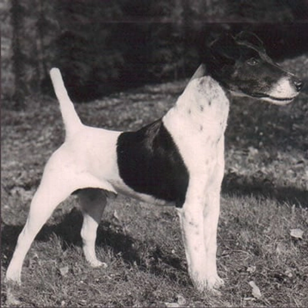 Fox Terrier Dogs Razza - Prezzo, Temperamento & Foto | AnnunciAnimali