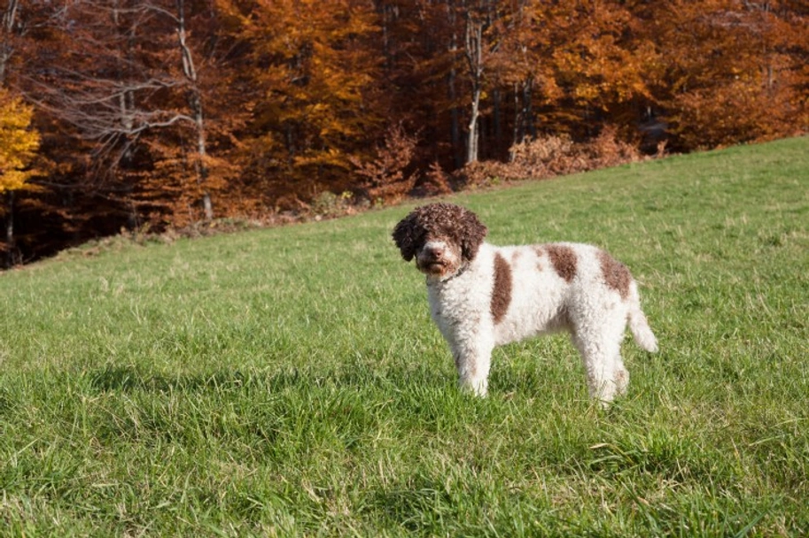 Lagotto Romagnolo Dogs Ras: Karakter, Levensduur & Prijs | Puppyplaats
