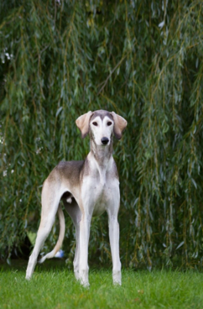 Saluki Dogs Breed - Information, Temperament, Size & Price | Pets4Homes
