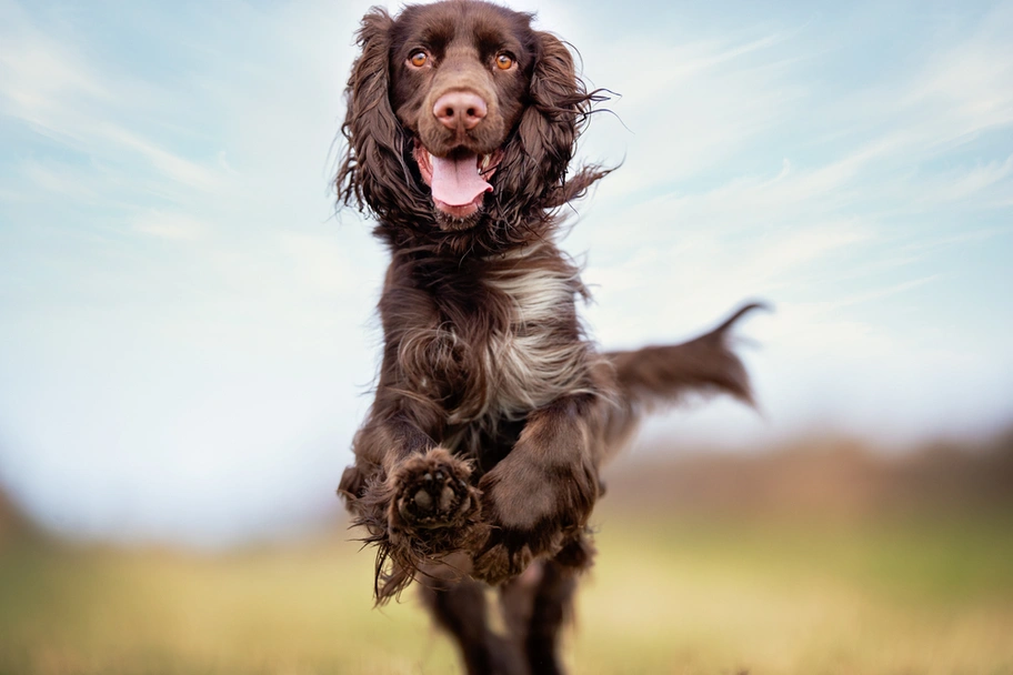 Field Spaniel Dogs Ras: Karakter, Levensduur & Prijs | Puppyplaats