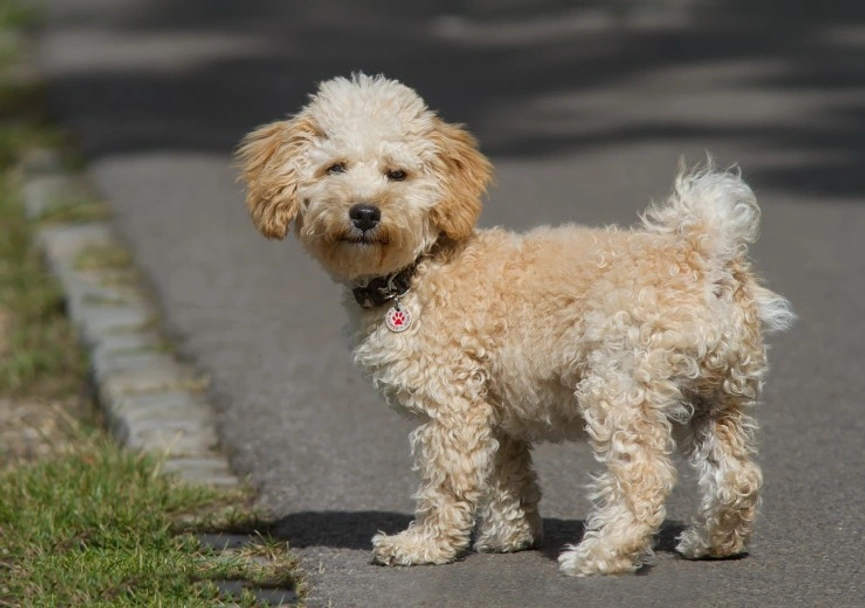 Cavapoo Dogs Breed - Information, Temperament, Size & Price | Lancaster Puppies