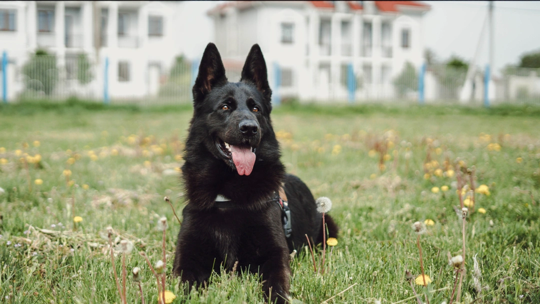 German Shepherd Dogs Breed - Information, Temperament, Size & Price | Pets4Homes