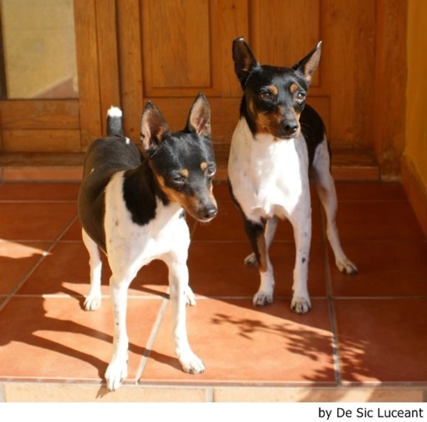 Gos Rater Valencià Dogs Raza - Características, Fotos & Precio | MundoAnimalia