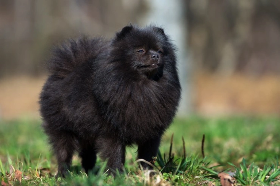 Pomeranian Dogs Breed - Information, Temperament, Size & Price | Pets4Homes