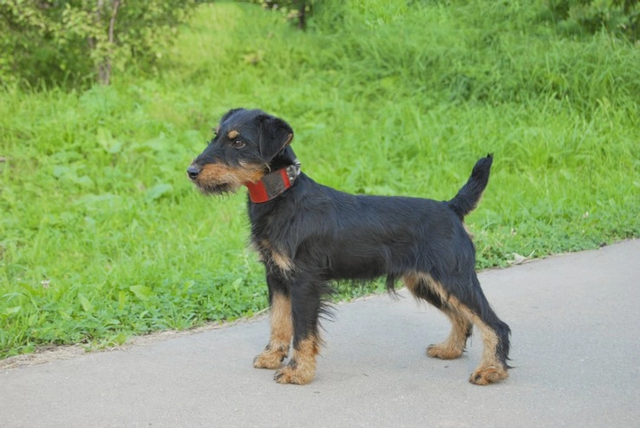 Jagdterrier Dogs Breed - Information, Temperament, Size & Price | Pets4Homes