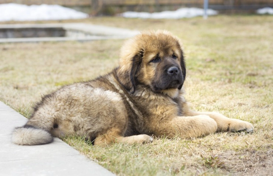 Dogo del Tíbet Dogs Raza - Características, Fotos & Precio | MundoAnimalia
