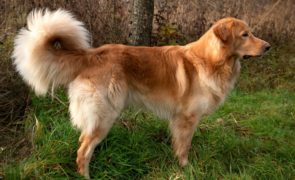 Hovawart Dogs Ras: Karakter, Levensduur & Prijs | Puppyplaats