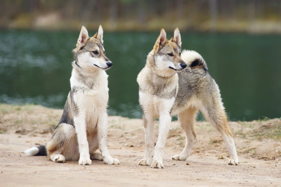 Laika de Siberia Occidental Dogs Raza - Características, Fotos & Precio | MundoAnimalia