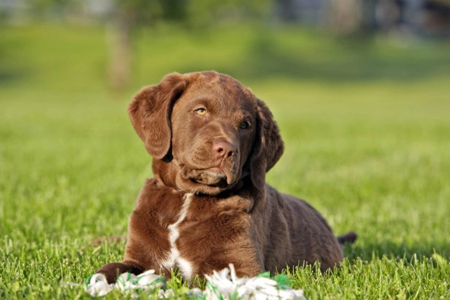Chesapeake Bay Retriever Dogs Breed - Information, Temperament, Size & Price | Lancaster Puppies