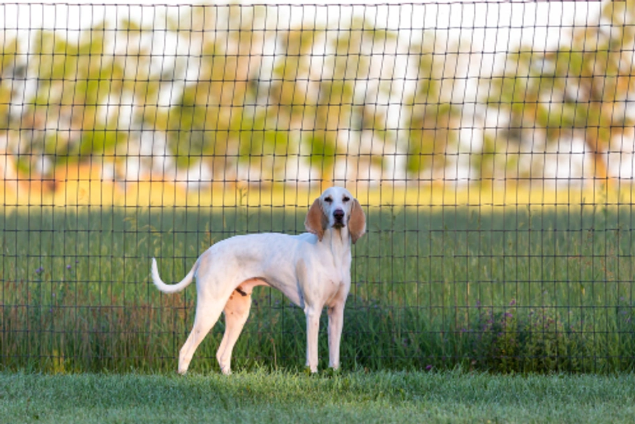 Porcelaine Dogs Razza - Prezzo, Temperamento & Foto | AnnunciAnimali