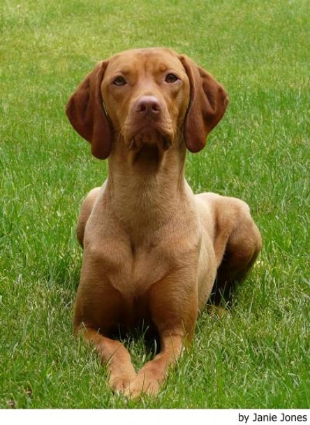 Vizsla korthaar Dogs Ras: Karakter, Levensduur & Prijs | Puppyplaats