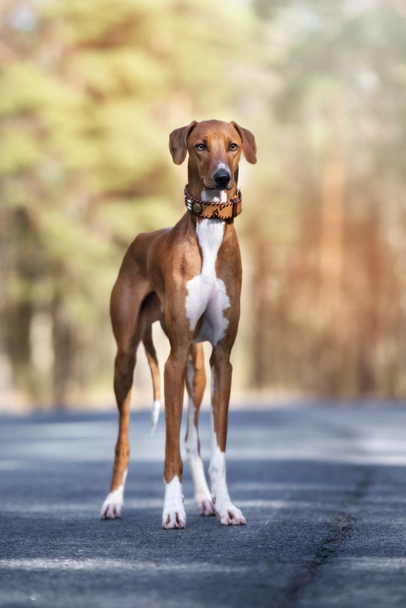 Azawakh Dogs Raza - Características, Fotos & Precio | MundoAnimalia