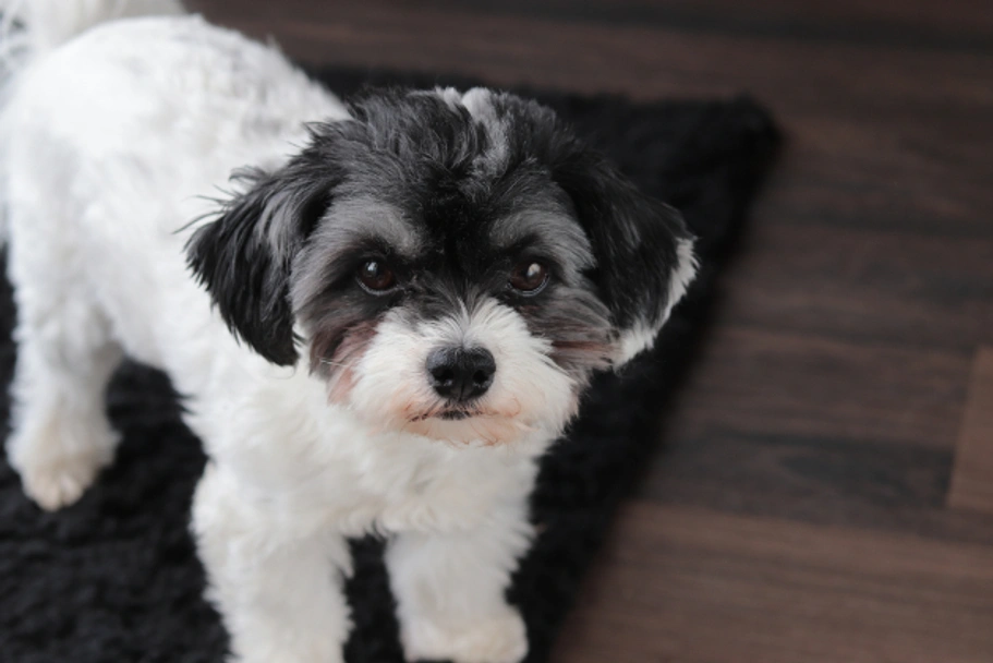 Bolonka Zwetna Dogs Ras: Karakter, Levensduur & Prijs | Puppyplaats