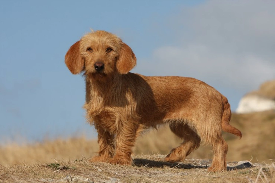 Basset Fauve De Bretagne Dogs Ras: Karakter, Levensduur & Prijs | Puppyplaats