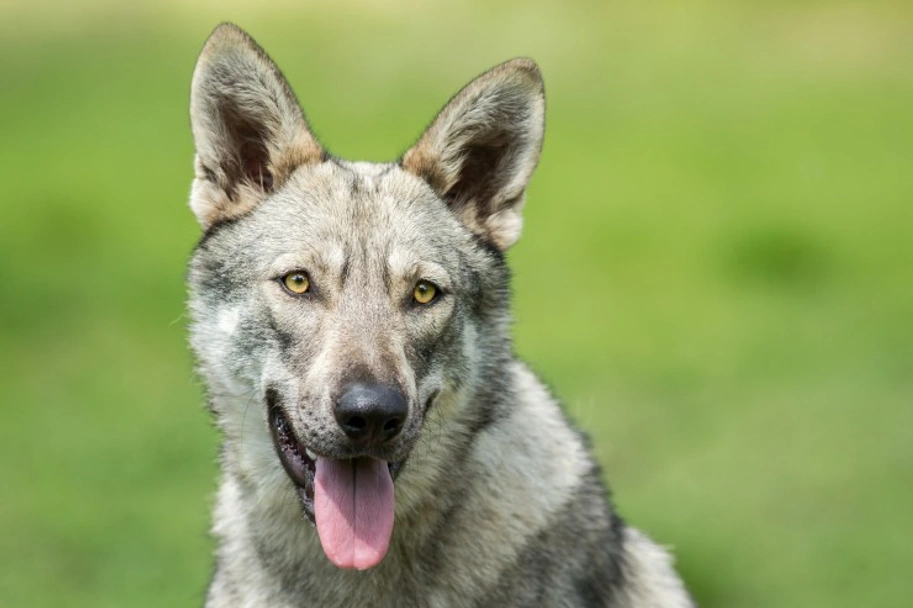 Saarlooswolfhond Dogs Ras: Karakter, Levensduur & Prijs | Puppyplaats