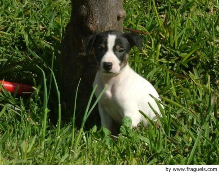 Ratonero Bodeguero Andaluz Dogs Raza - Características, Fotos & Precio | MundoAnimalia