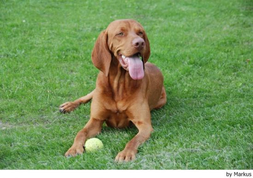 Vizsla korthaar Dogs Ras: Karakter, Levensduur & Prijs | Puppyplaats