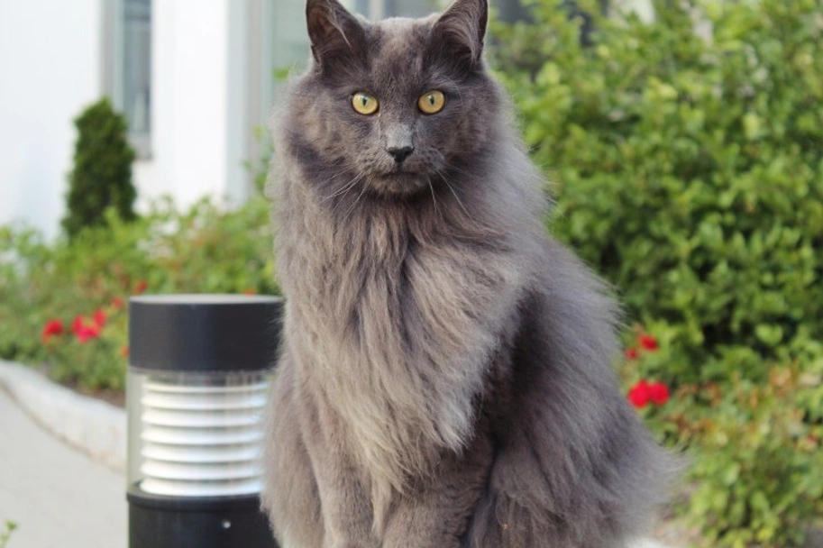  Nebelung Cats Razza - Prezzo, Temperamento & Foto | AnnunciAnimali
