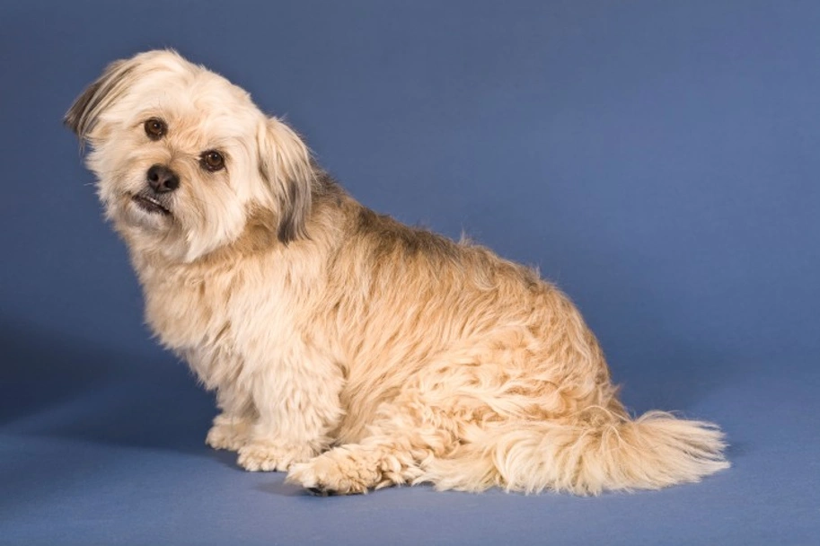 Malshi Dogs Ras: Karakter, Levensduur & Prijs | Puppyplaats