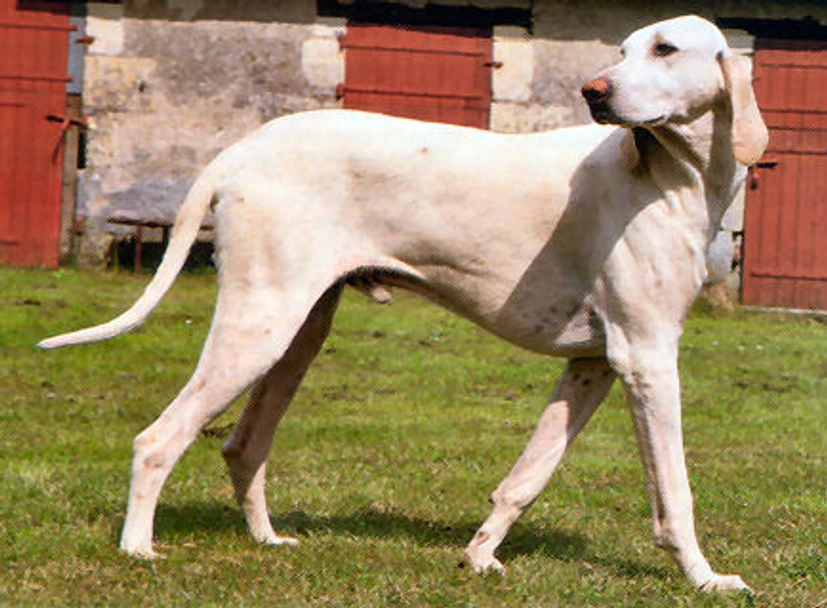 Billy Dogs Raza - Características, Fotos & Precio | MundoAnimalia