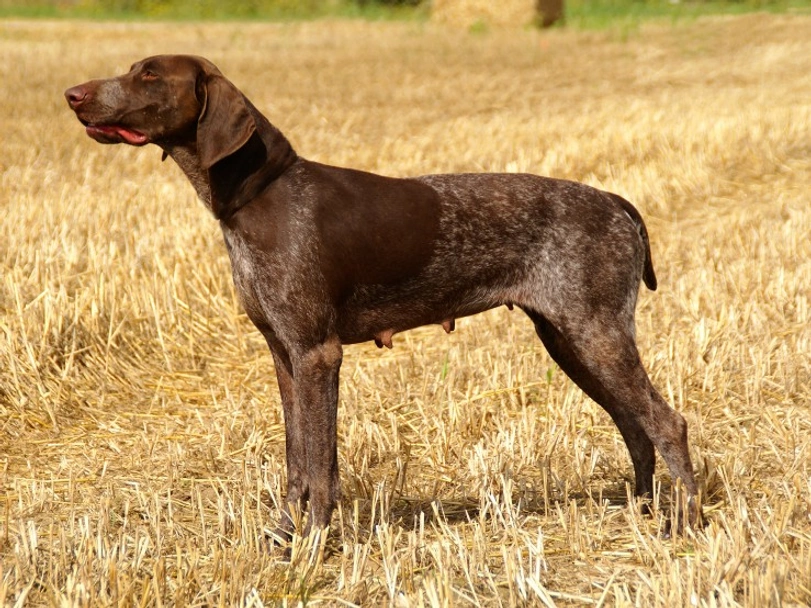 German Shorthaired Pointer Dogs Breed - Information, Temperament, Size & Price | Lancaster Puppies
