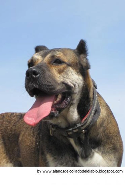 Alano Español Dogs Raza - Características, Fotos & Precio | MundoAnimalia