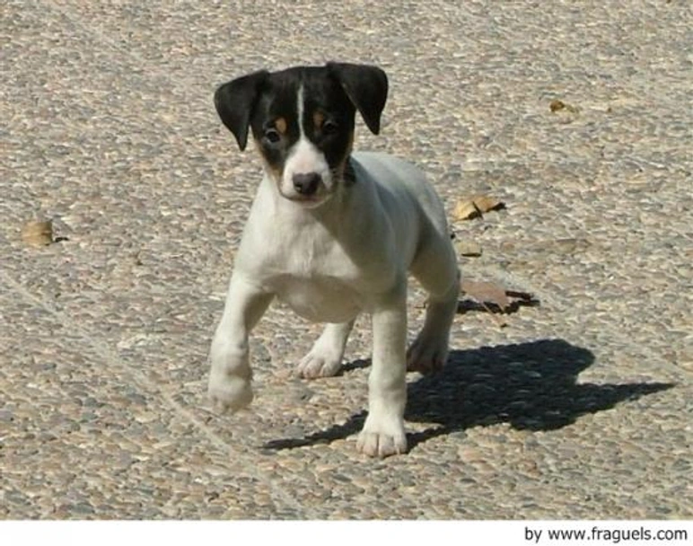 Ratonero Bodeguero Andaluz Dogs Raza - Características, Fotos & Precio | MundoAnimalia