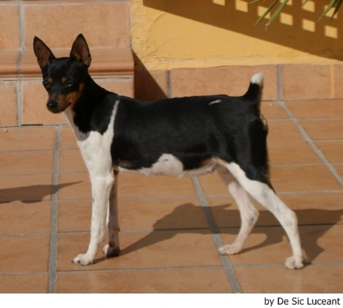 Gos Rater Valencià Dogs Raza - Características, Fotos & Precio | MundoAnimalia