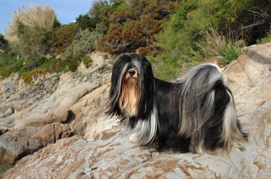 Lhasa Apso Dogs Breed - Information, Temperament, Size & Price | Pets4Homes