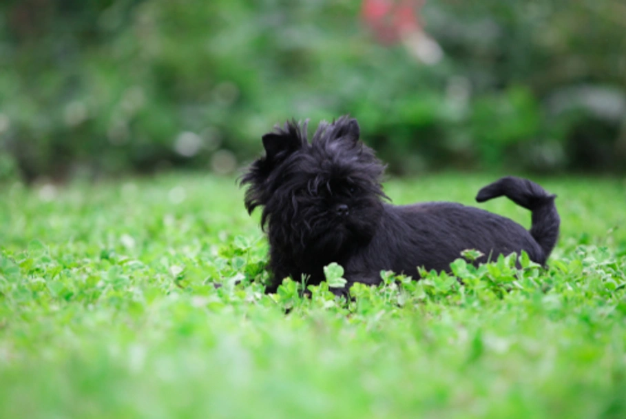 Affenpinscher Dogs Breed - Information, Temperament, Size & Price | Pets4Homes