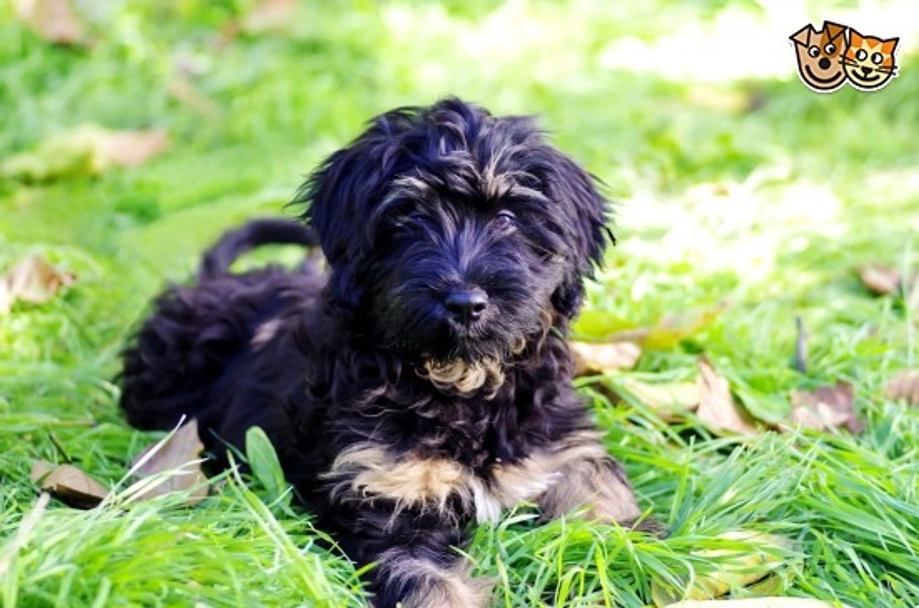 Portuguese Sheepdog Dogs Breed - Information, Temperament, Size & Price | Pets4Homes