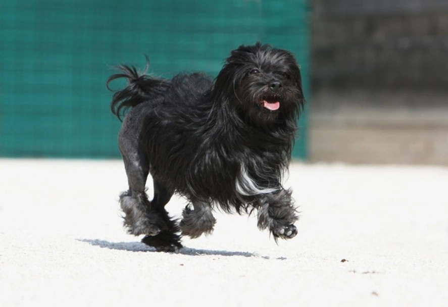 Petit Chien Lion Dogs Raza - Características, Fotos & Precio | MundoAnimalia