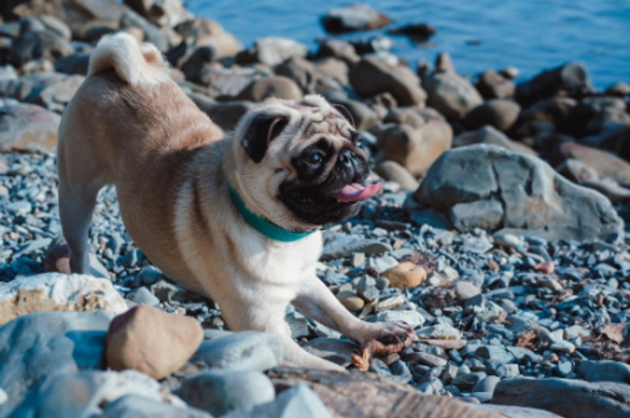Pug Dogs Breed - Information, Temperament, Size & Price | Pets4Homes