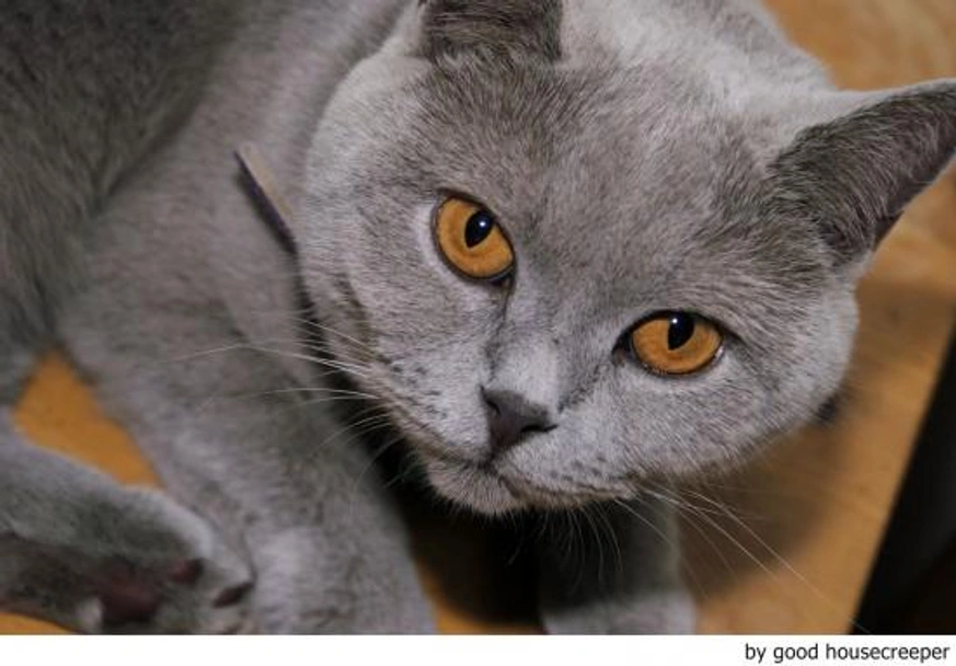 Británico de Pelo Corto Azul Cats Raza - Características, Fotos & Precio | MundoAnimalia