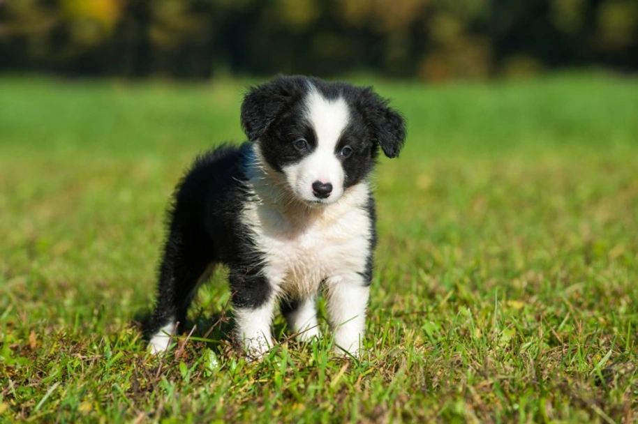 Border Collie Dogs Ras: Karakter, Levensduur & Prijs | Puppyplaats