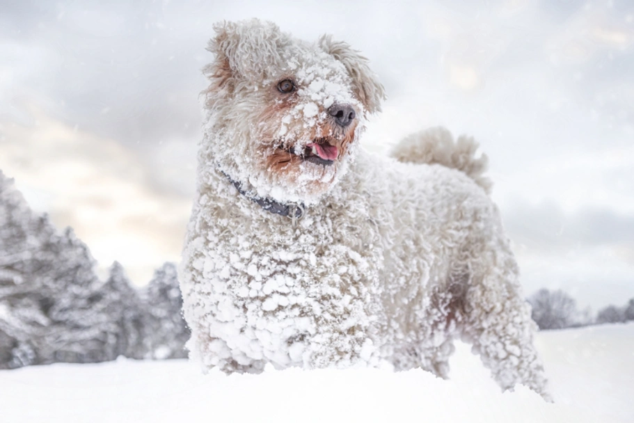 Pumi Dogs Ras: Karakter, Levensduur & Prijs | Puppyplaats