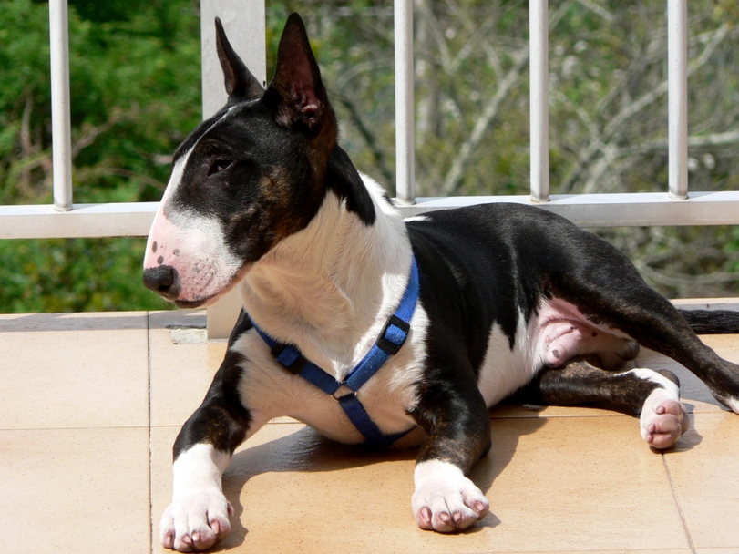 Bull terrier Dogs Razza - Prezzo, Temperamento & Foto | AnnunciAnimali