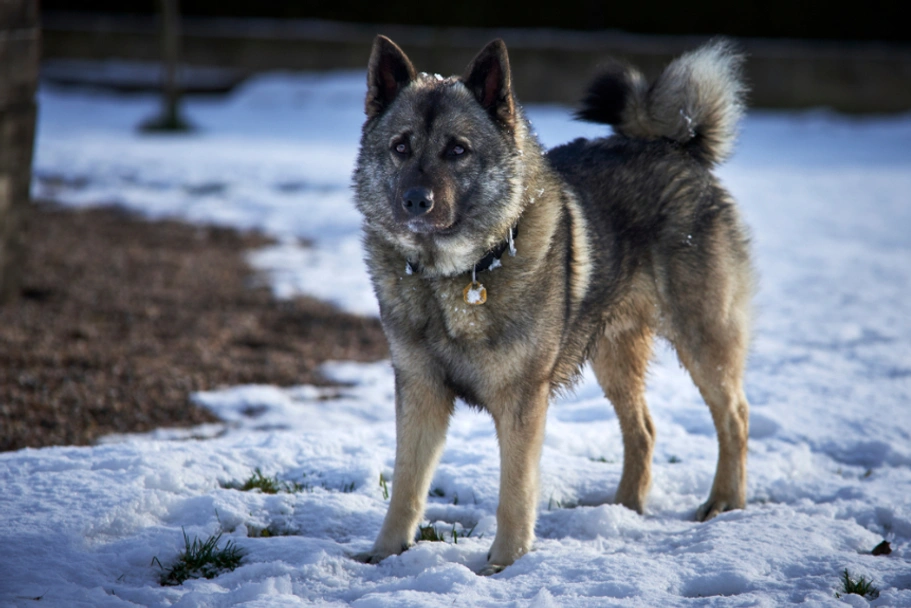 Norwegian Elkhound Dogs Breed - Information, Temperament, Size & Price | Lancaster Puppies