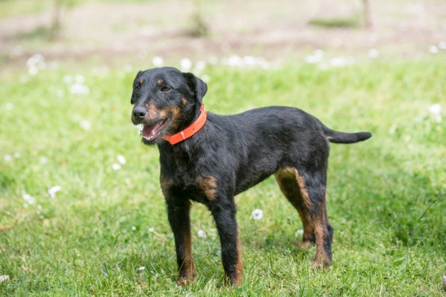 Jagdterrier Dogs Breed - Information, Temperament, Size & Price | Pets4Homes
