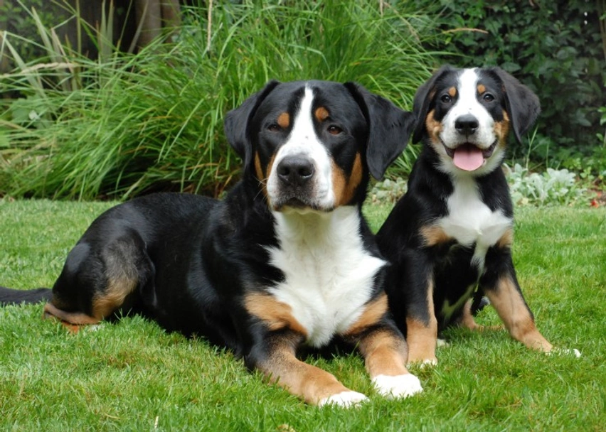 Greater Swiss Mountain Dog Dogs Breed - Information, Temperament, Size & Price | Pets4Homes