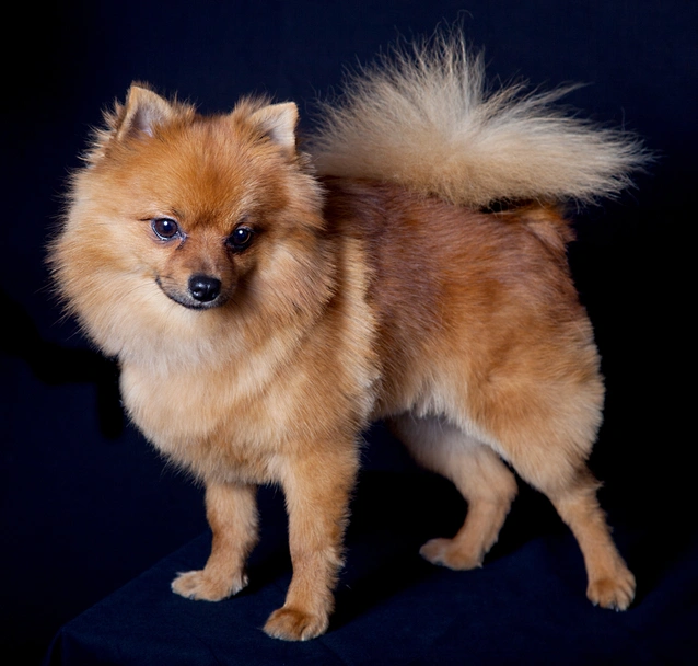 Volpino italiano Dogs Razza - Prezzo, Temperamento & Foto | AnnunciAnimali