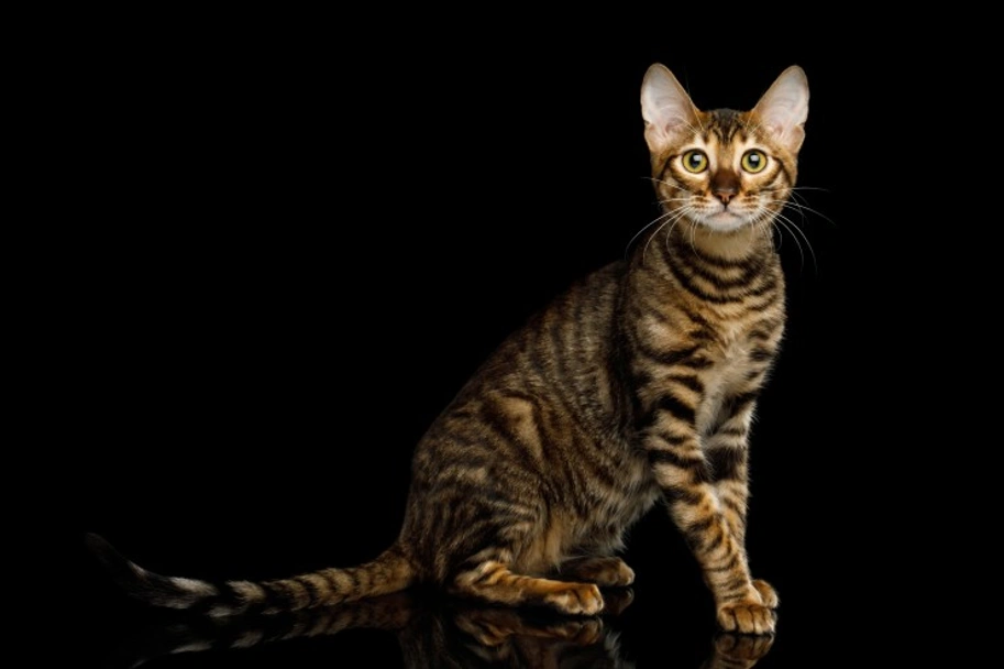  Toyger Cats Razza - Prezzo, Temperamento & Foto | AnnunciAnimali