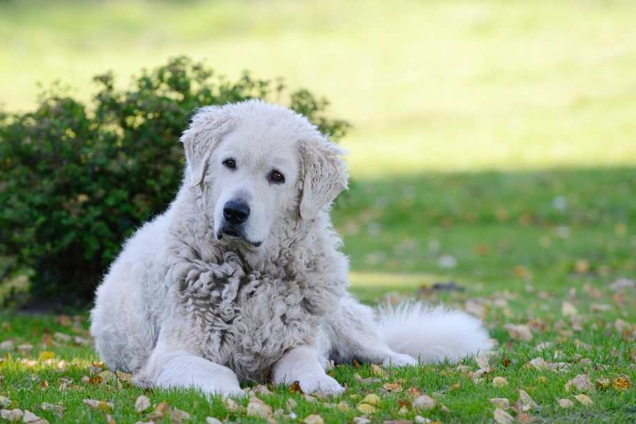 Kuvasz  Dogs Ras: Karakter, Levensduur & Prijs | Puppyplaats