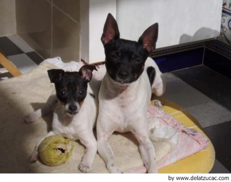 Gos Rater Valencià Dogs Raza - Características, Fotos & Precio | MundoAnimalia