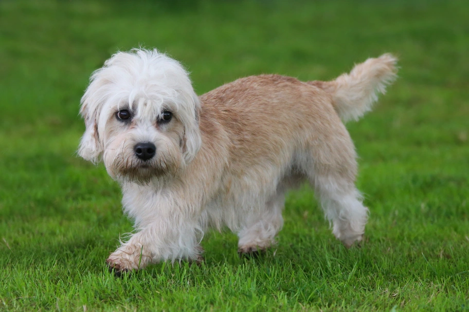 Dandie Dinmont Terriër Dogs Ras: Karakter, Levensduur & Prijs | Puppyplaats