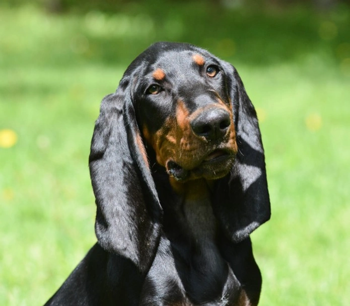 Coonhound Dogs Breed - Information, Temperament, Size & Price | Lancaster Puppies