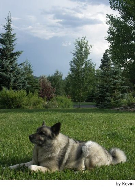 Norwegian Elkhound Dogs Breed - Information, Temperament, Size & Price | Lancaster Puppies