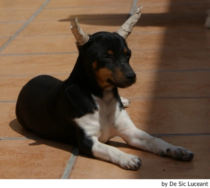 Gos Rater Valencià Dogs Raza - Características, Fotos & Precio | MundoAnimalia