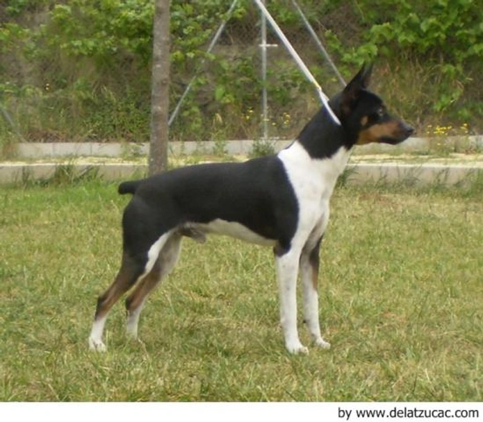 Gos Rater Valencià Dogs Raza - Características, Fotos & Precio | MundoAnimalia